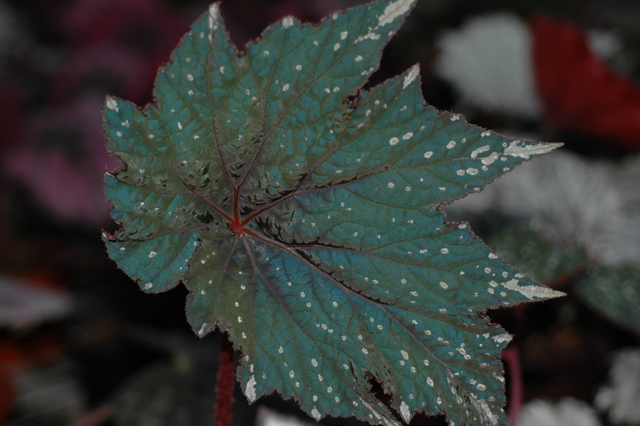 B. ‘Cracklin'’